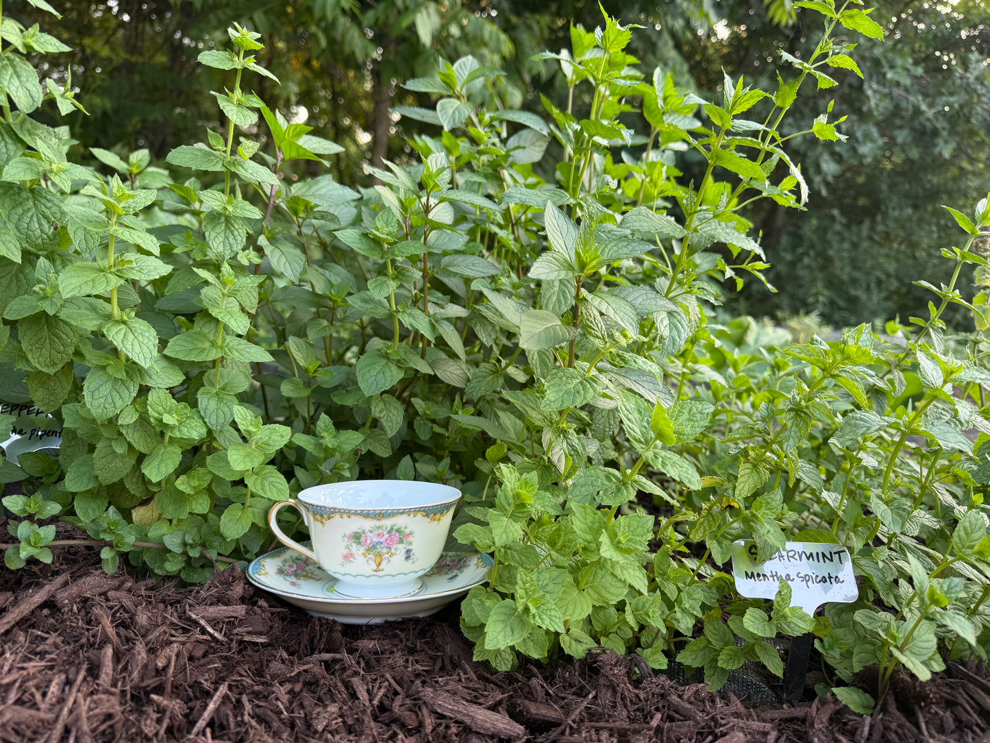 Fieldnotes Reserve: A Seasonal Botanical Tea Subscription