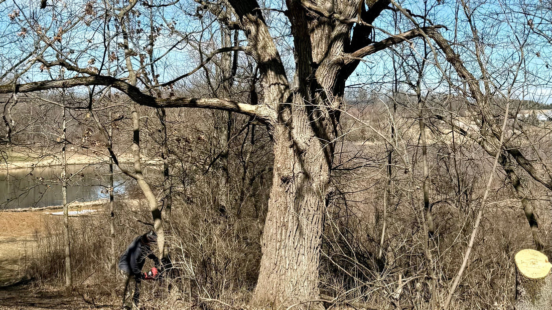 The Understory: Restoring Our Oak Savanna