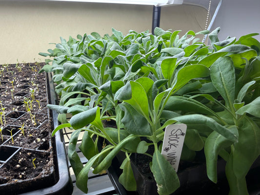 Seed Starting:  Getting an Early Start on Blooms