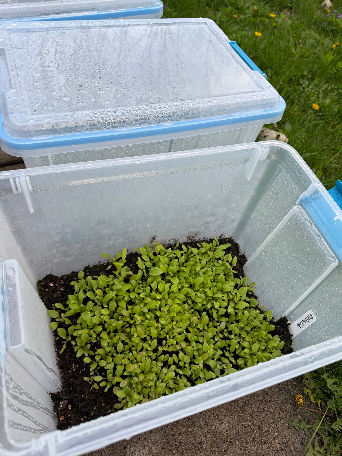 Winter Sowing: Letting Nature Lead