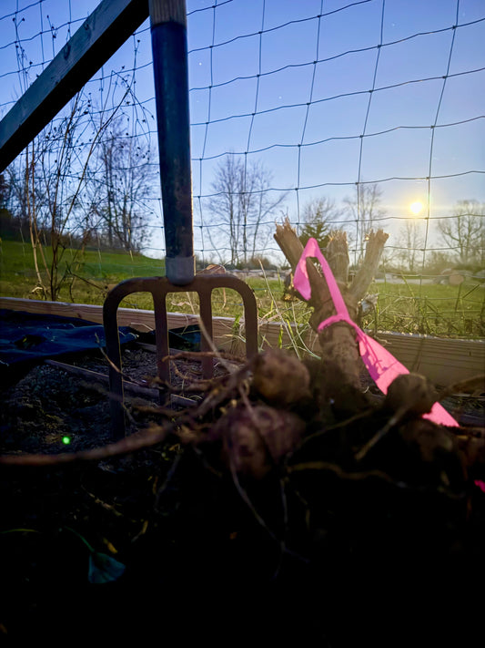 Digging & Storing Dahlia Tubers