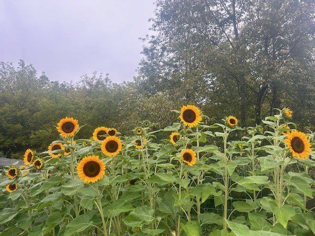 Happy Hour in The Flower Patch