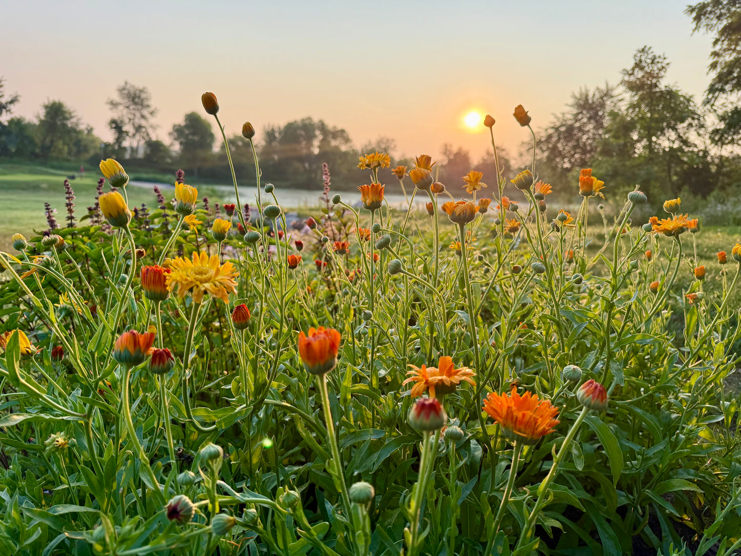 Fieldnotes Reserve: A Seasonal Botanical Tea Subscription