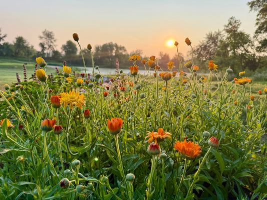 Fieldnotes Reserve: A Seasonal Botanical Tea Subscription